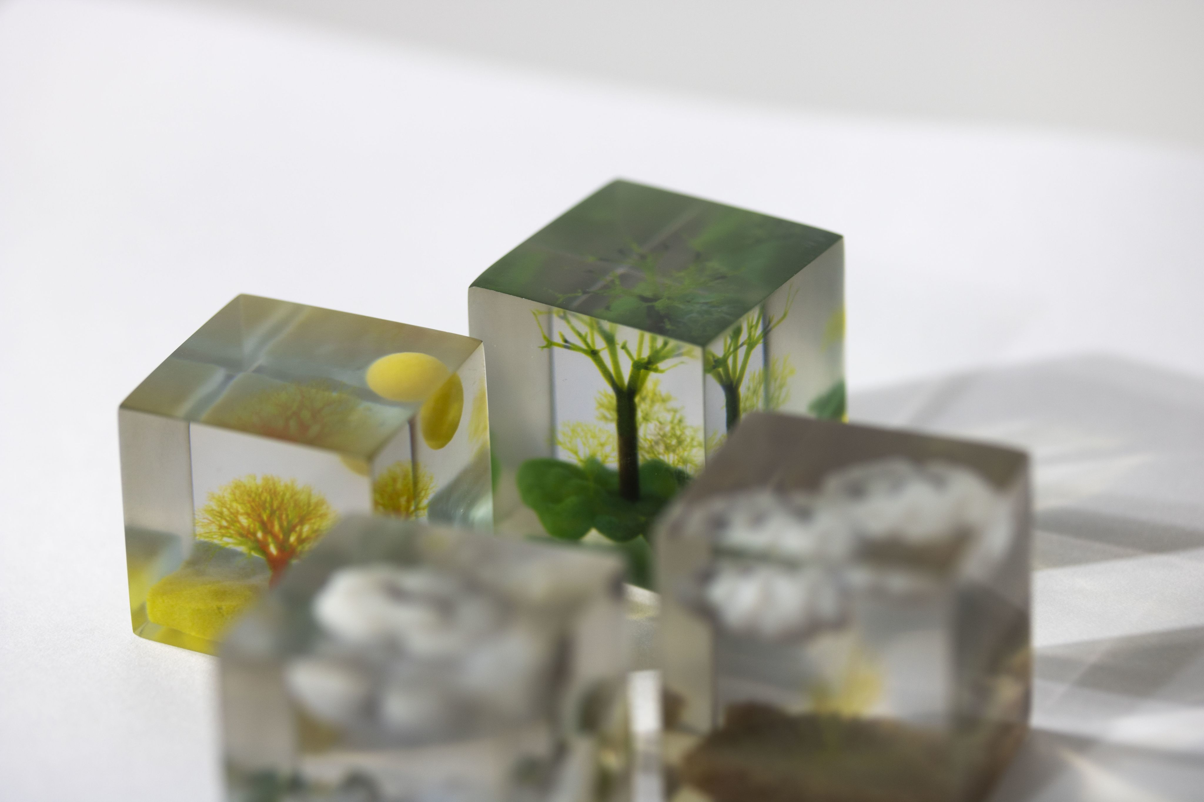 A group of small 3D cubes with coloured tress inside